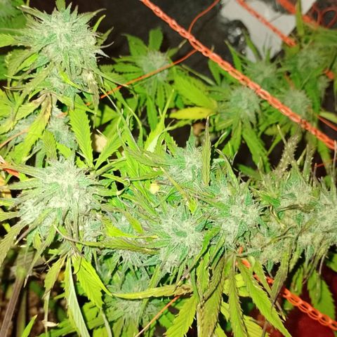 Tangie XXL Auto growlog timeline photo