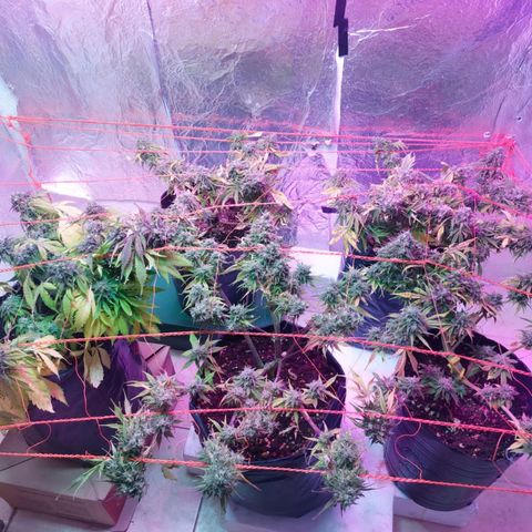 Tangie XXL Auto growlog timeline photo