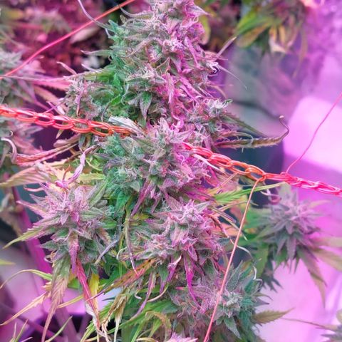 Tangie XXL Auto growlog timeline photo