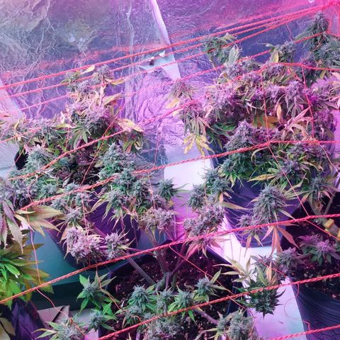 Tangie XXL Auto growlog timeline photo