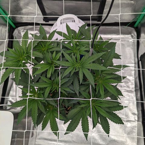 Payton  #1 growlog timeline photo