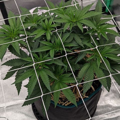 Payton  #1 growlog timeline photo