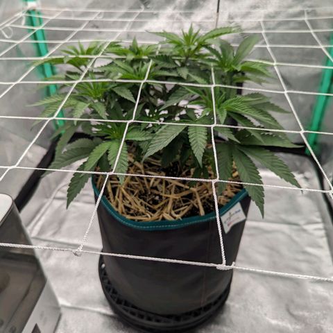 Payton  #1 growlog timeline photo