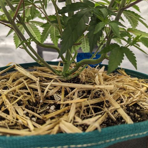Payton  #1 growlog timeline photo