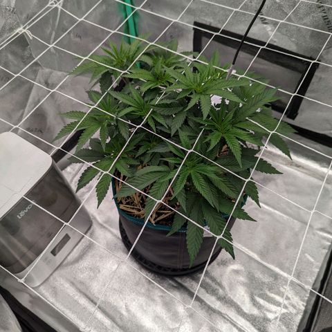 Payton  #1 growlog timeline photo