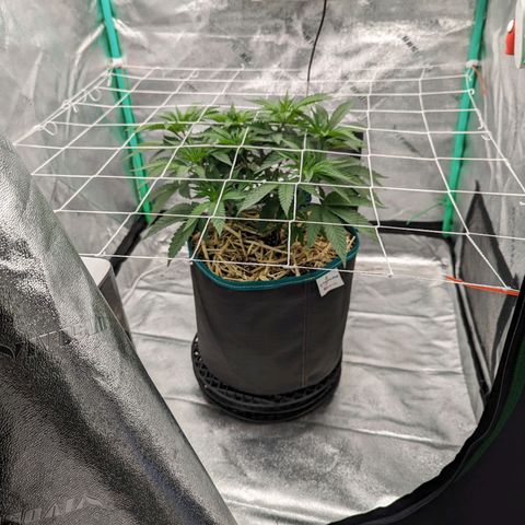 Payton  #1 growlog timeline photo