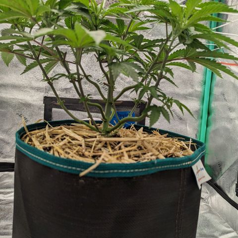 Payton  #1 growlog timeline photo