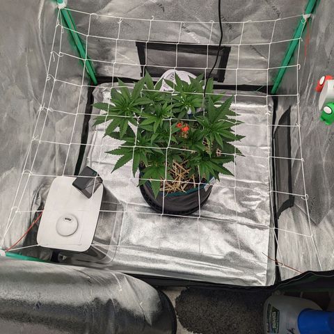 Payton  #1 growlog timeline photo