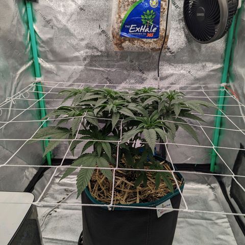 Payton  #1 growlog timeline photo