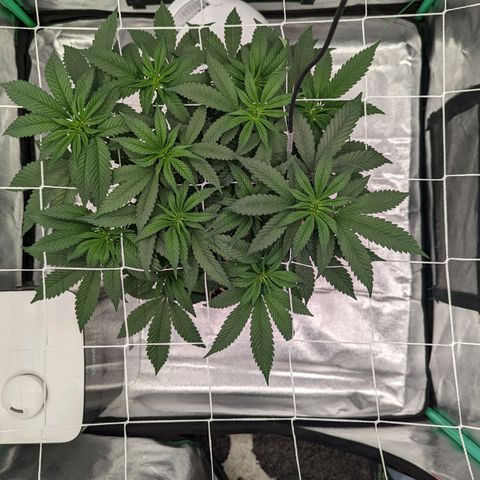 Payton  #1 growlog timeline photo