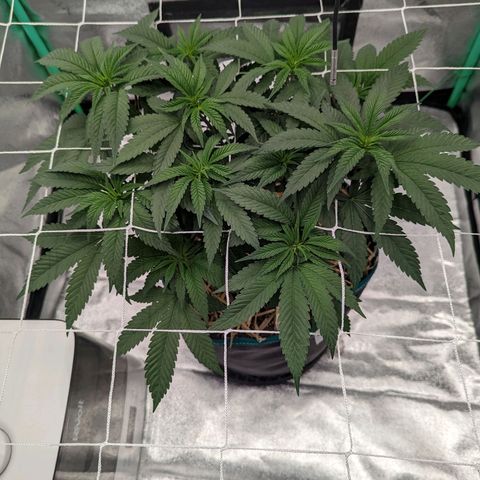 Payton  #1 growlog timeline photo