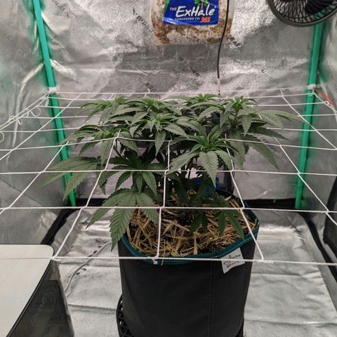 Payton  #1 growlog timeline photo