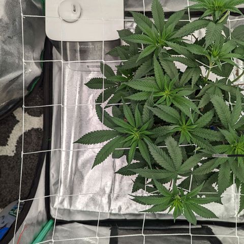 Payton  #1 growlog timeline photo