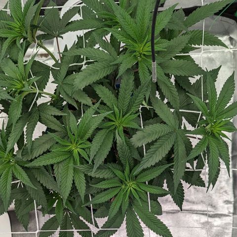 Payton  #1 growlog timeline photo