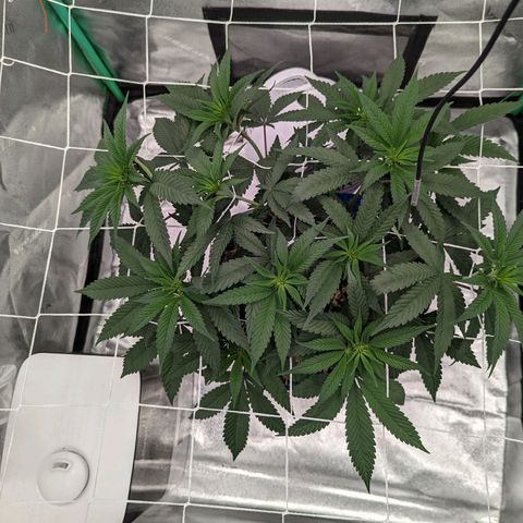 Payton  #1 growlog timeline photo
