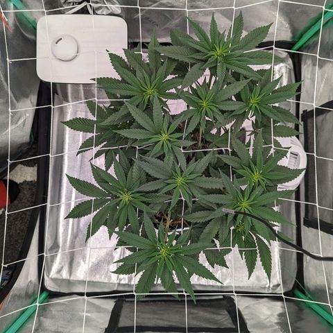 Payton  #1 growlog timeline photo