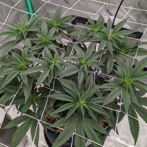 Payton  #1 growlog timeline photo