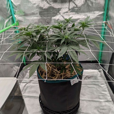 Payton  #1 growlog timeline photo