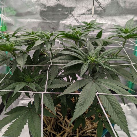 Payton  #1 growlog timeline photo