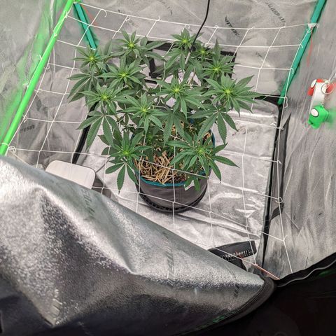 Payton  #1 growlog timeline photo
