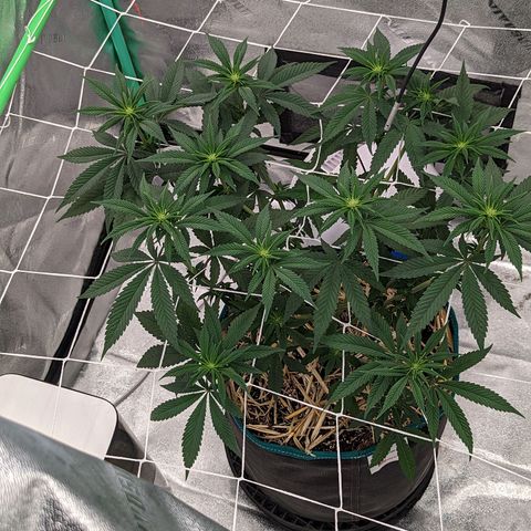 Payton  #1 growlog timeline photo