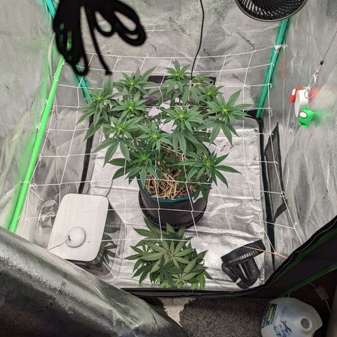 Payton  #1 growlog timeline photo