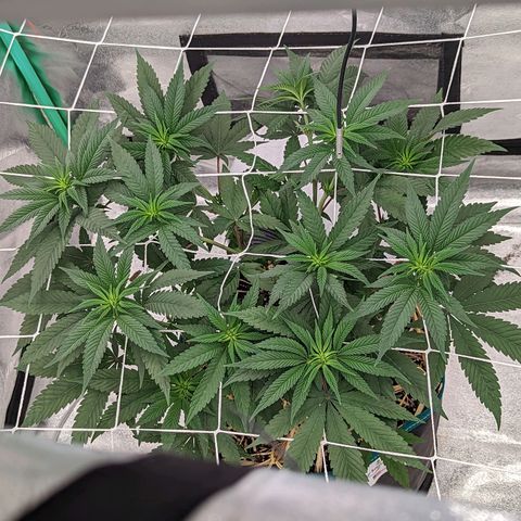 Payton  #1 growlog timeline photo