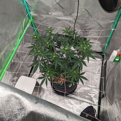 Payton  #1 growlog timeline photo