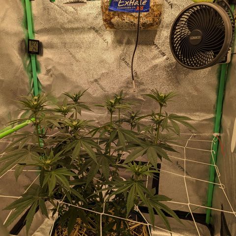Payton  #1 growlog timeline photo