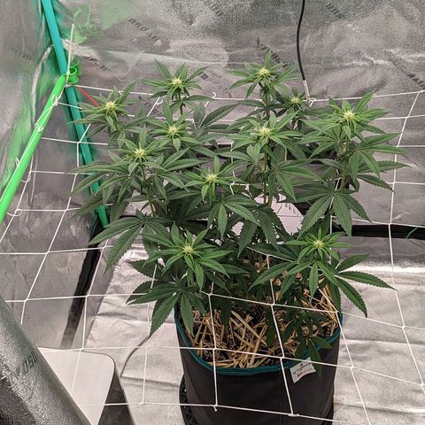 Payton  #1 growlog timeline photo