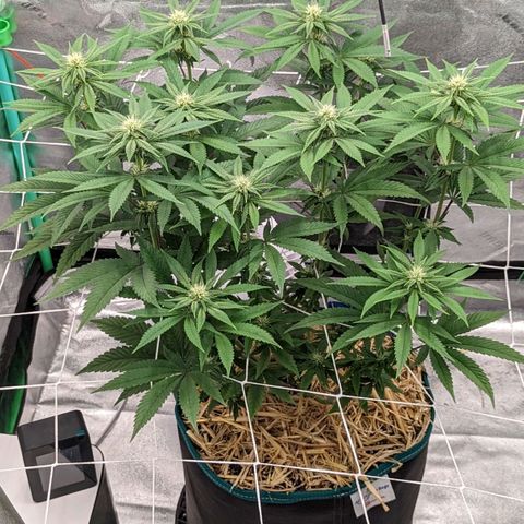 Payton  #1 growlog timeline photo