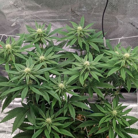 Payton  #1 growlog timeline photo