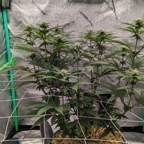 Payton  #1 growlog timeline photo