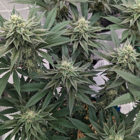 Payton  #1 growlog timeline photo