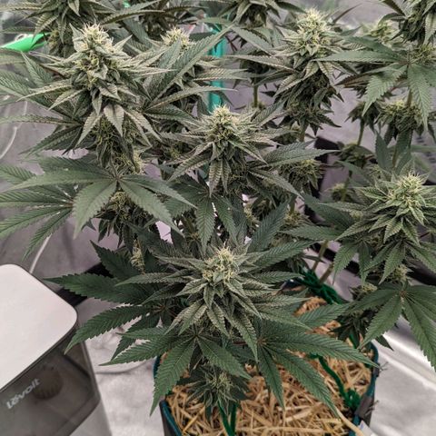 Payton  #1 growlog timeline photo