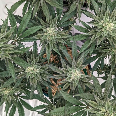 Payton  #1 growlog timeline photo