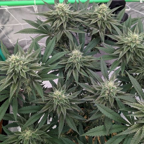 Payton  #1 growlog timeline photo