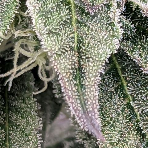 Payton  #1 growlog photo: 🥶 purple 