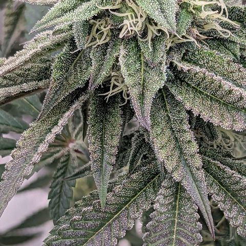 Payton  #1 growlog photo: 🥶 purple 