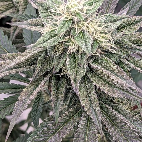 Payton  #1 growlog photo: 🥶 purple 