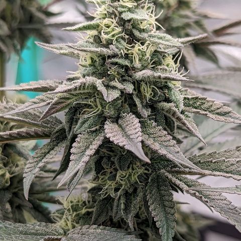 Payton  #1 growlog timeline photo