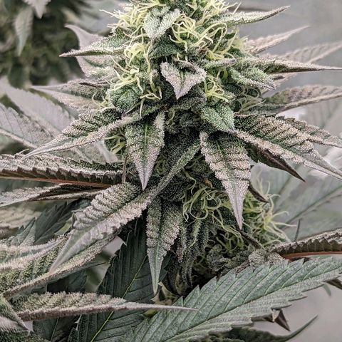 Payton  #1 growlog timeline photo