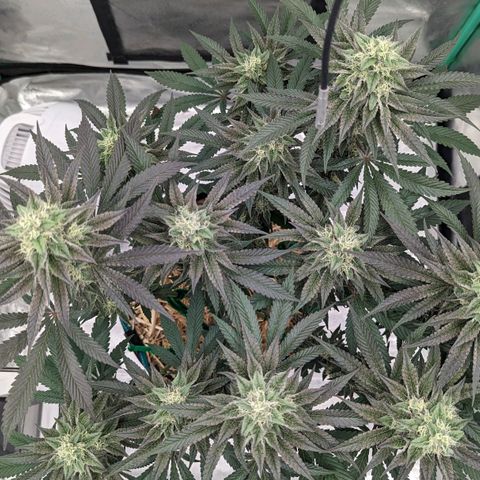 Payton  #1 growlog timeline photo