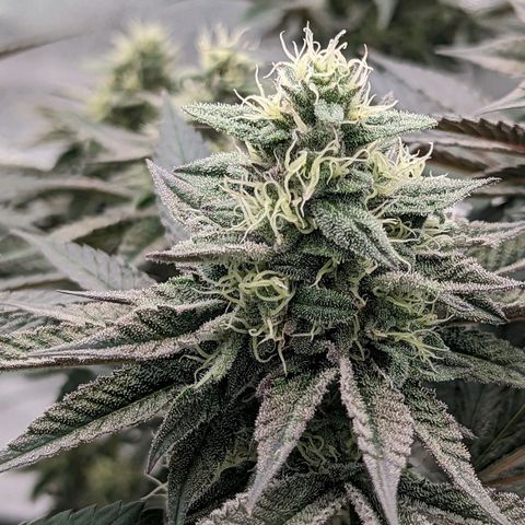 Payton  #1 growlog timeline photo