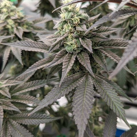 Payton  #1 growlog timeline photo