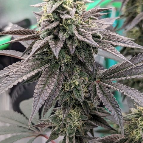 Payton  #1 growlog timeline photo