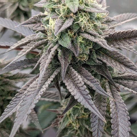Payton  #1 growlog timeline photo