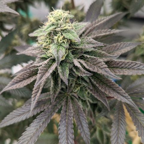 Payton  #1 growlog timeline photo