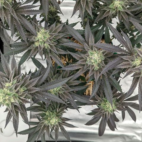 Payton  #1 growlog timeline photo