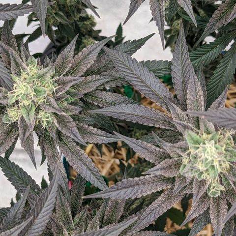 Payton  #1 growlog timeline photo